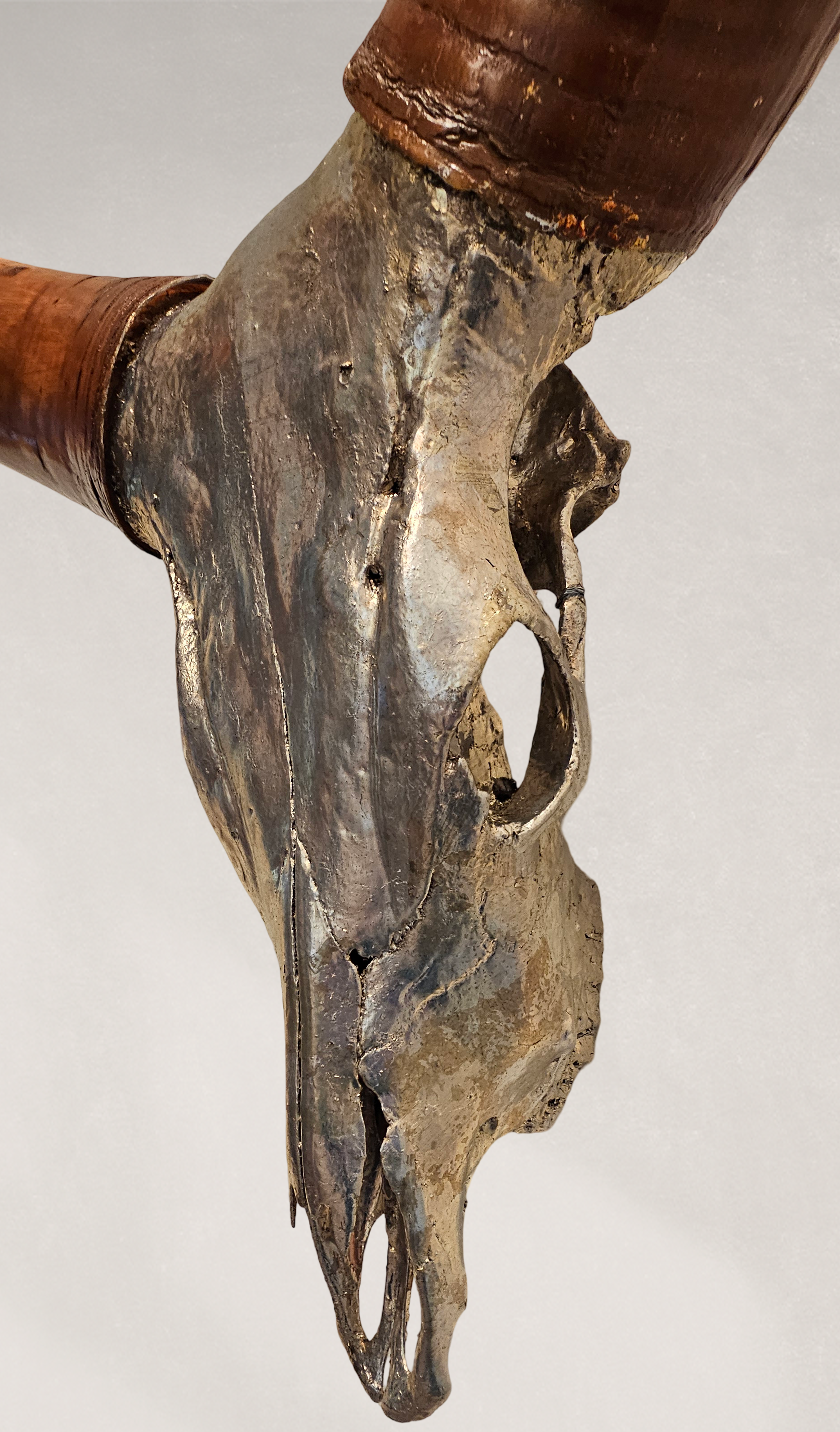 Ankole-Watusi Bull Skull – Pewter Leafed