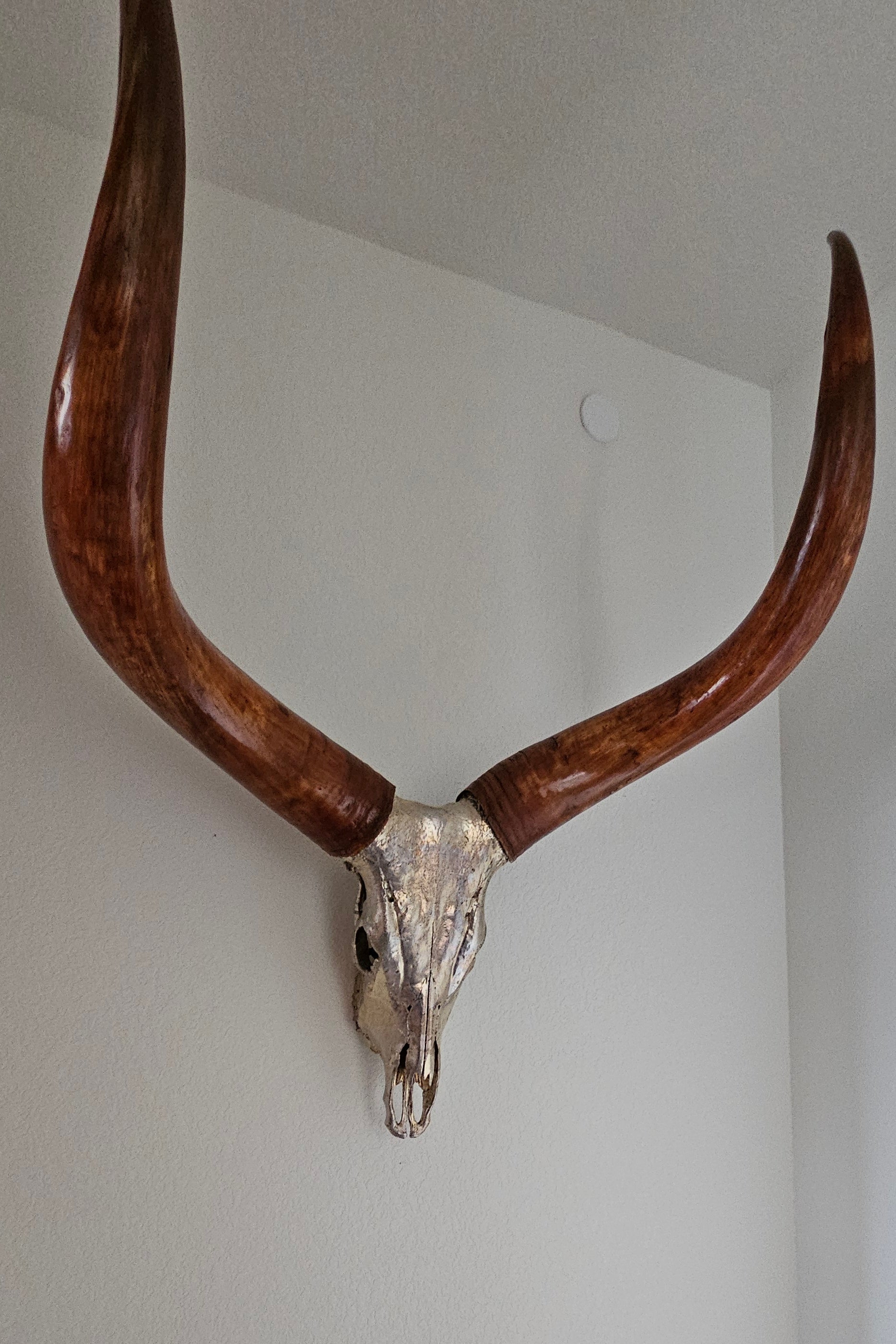 Ankole-Watusi Bull Skull – Pewter Leafed