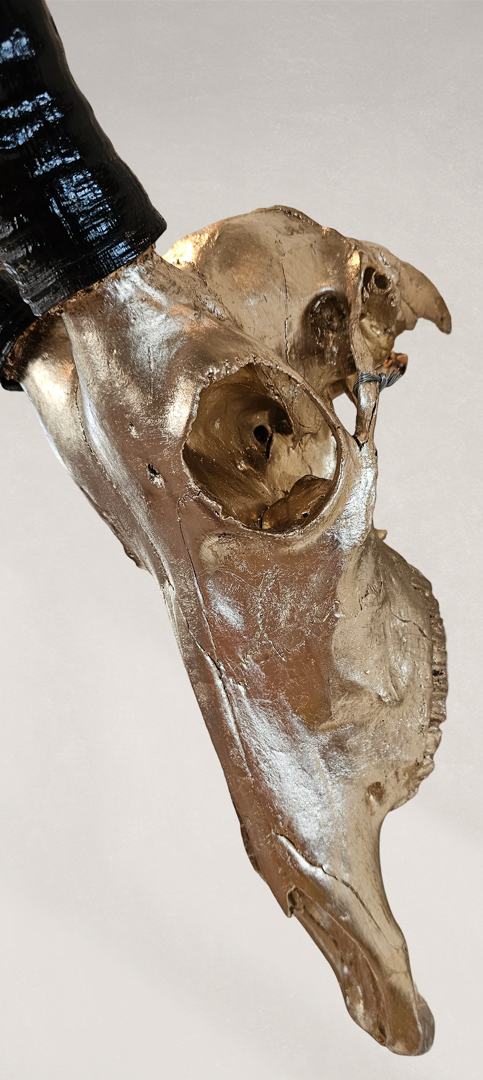 Blesbok Skull - 22.5K Champagne Gold gilded Skull