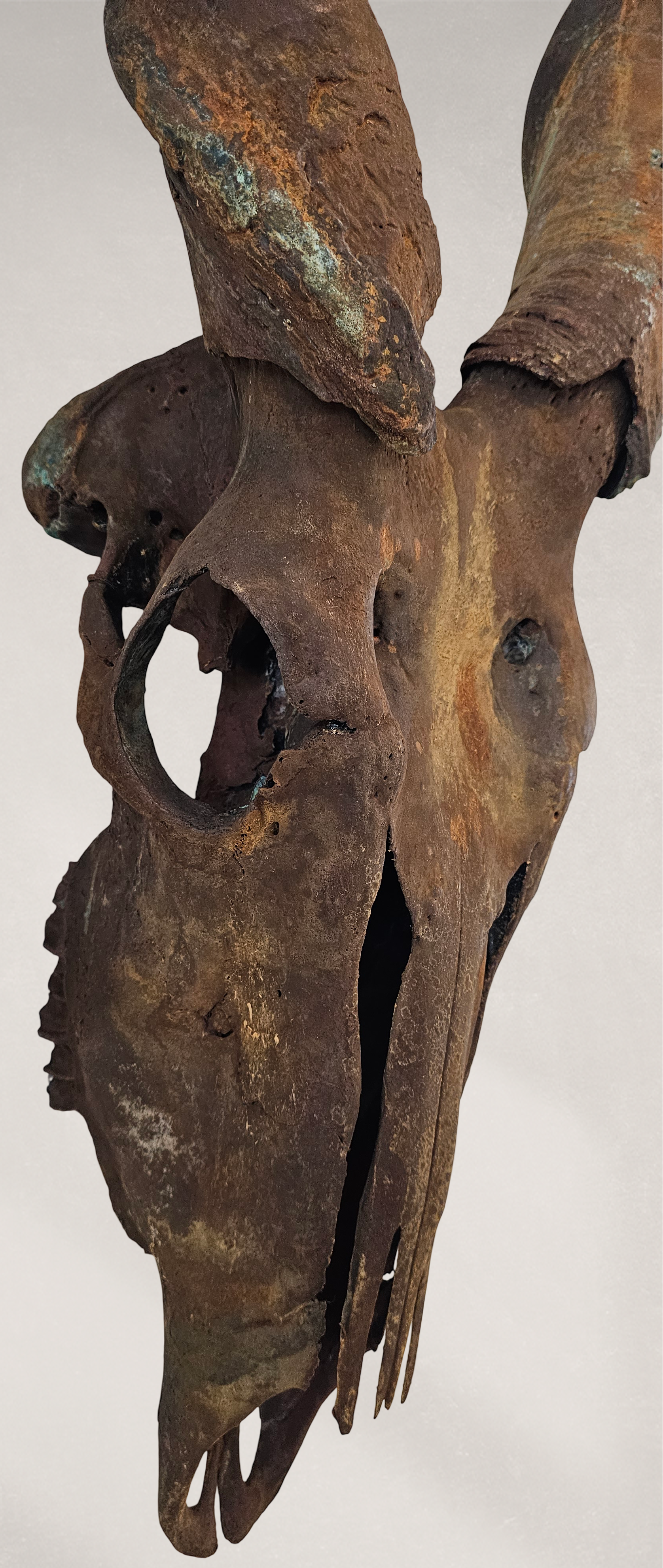 Gold Leafed & Rusted Real Eland Skull