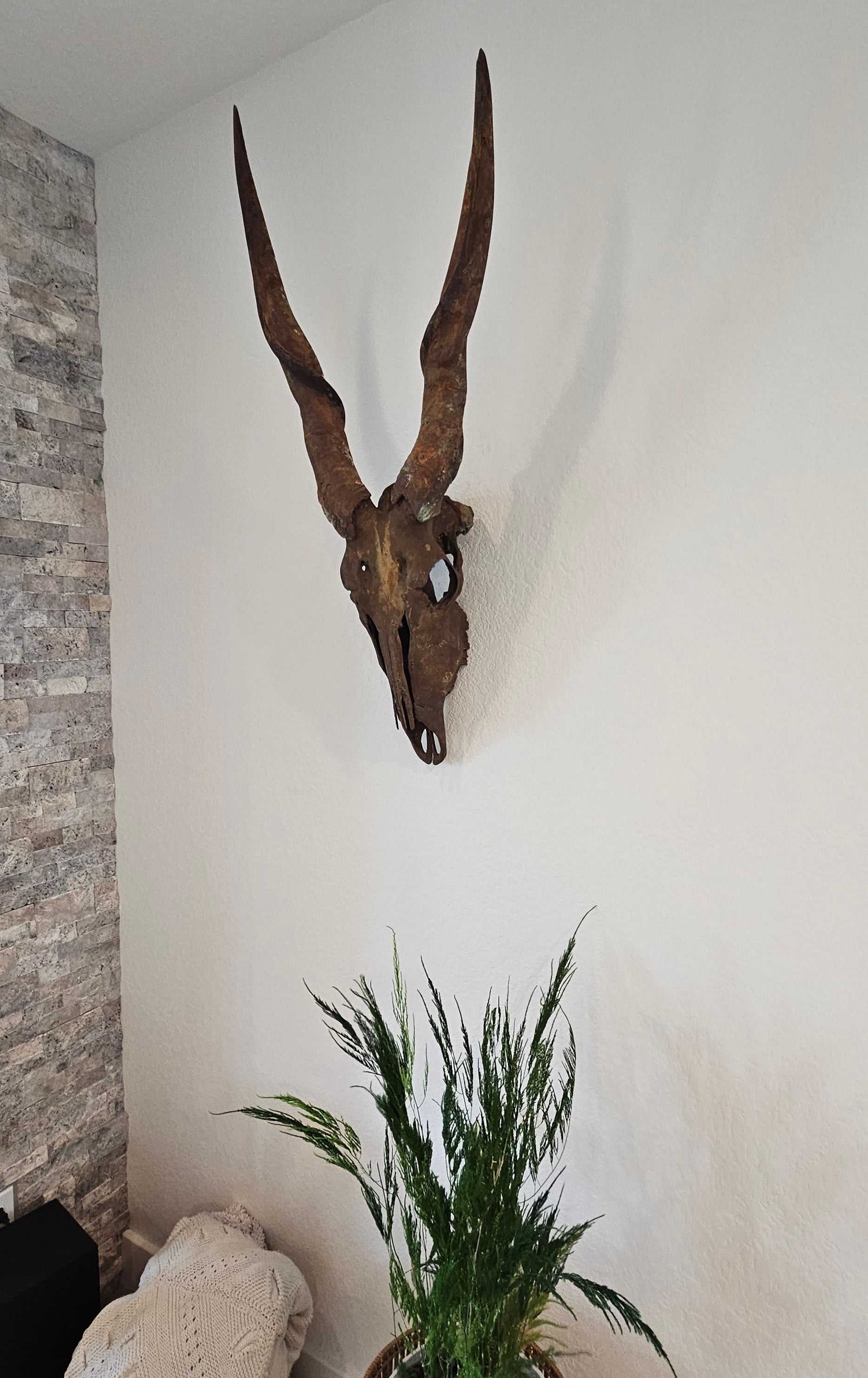 Gold Leafed & Rusted Real Eland Skull