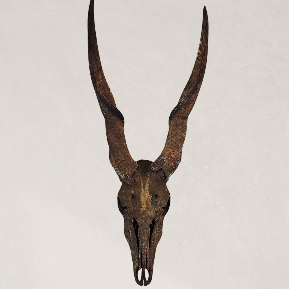 Gold Leafed & Rusted Real Eland Skull