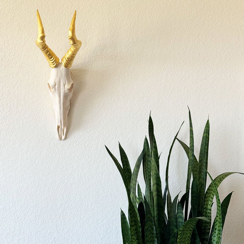 South African Hartebeest Skull – Natural Skull, 24K Gold Gilded Horns and Teeth