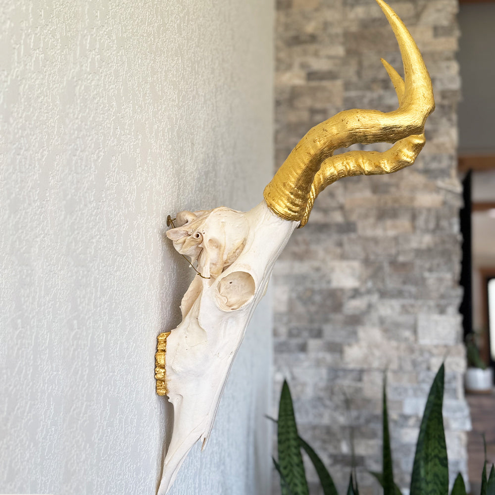South African Hartebeest Skull – Natural Skull, 24K Gold Gilded Horns and Teeth