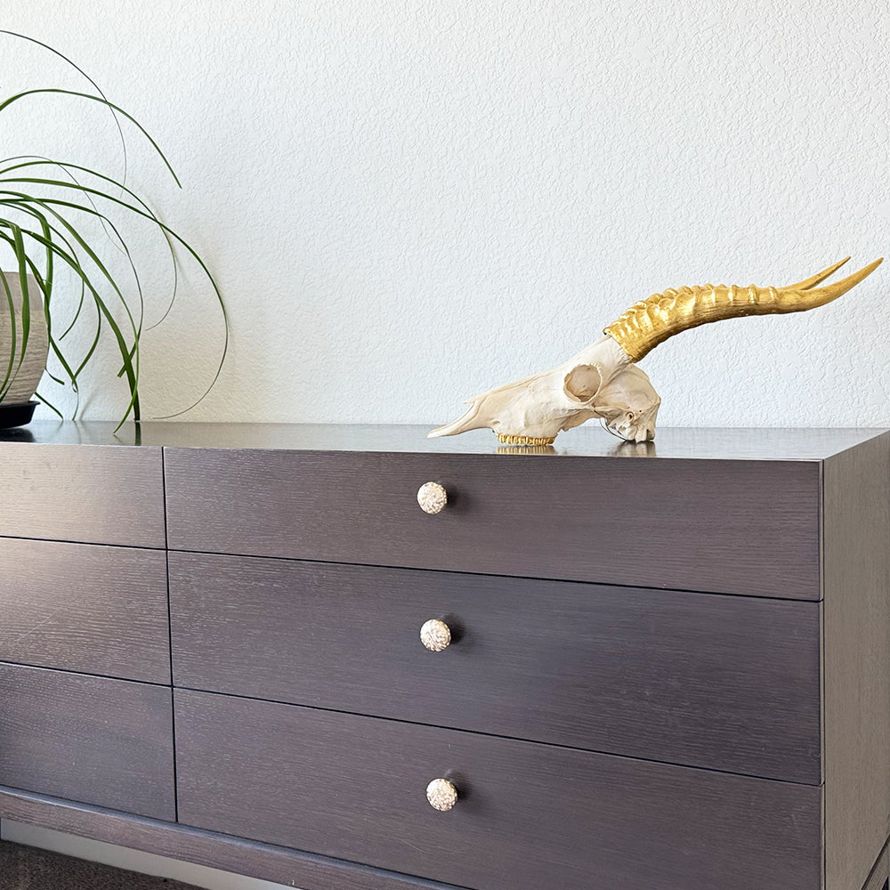 South African Blesbok Skull – Natural Skull, 24K Gold Gilded Horns and Teeth
