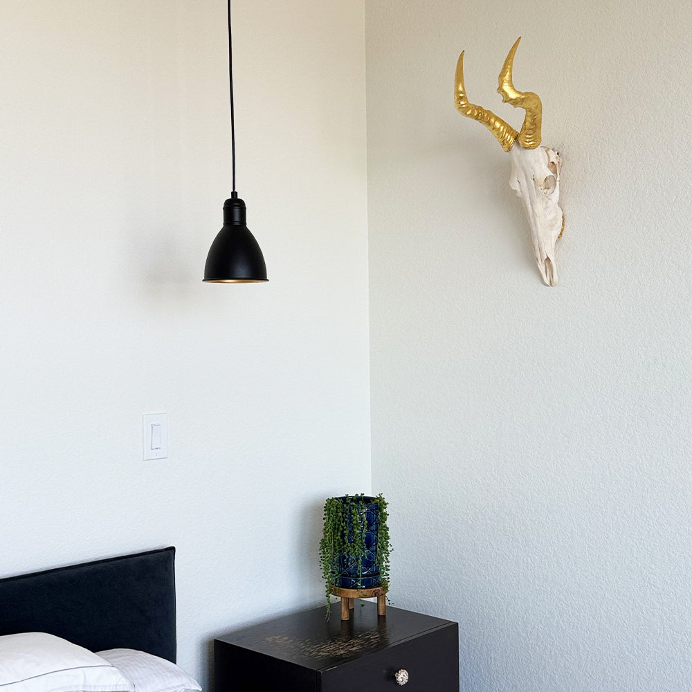 South African Hartebeest Skull – Natural Skull, 24K Gold Gilded Horns and Teeth