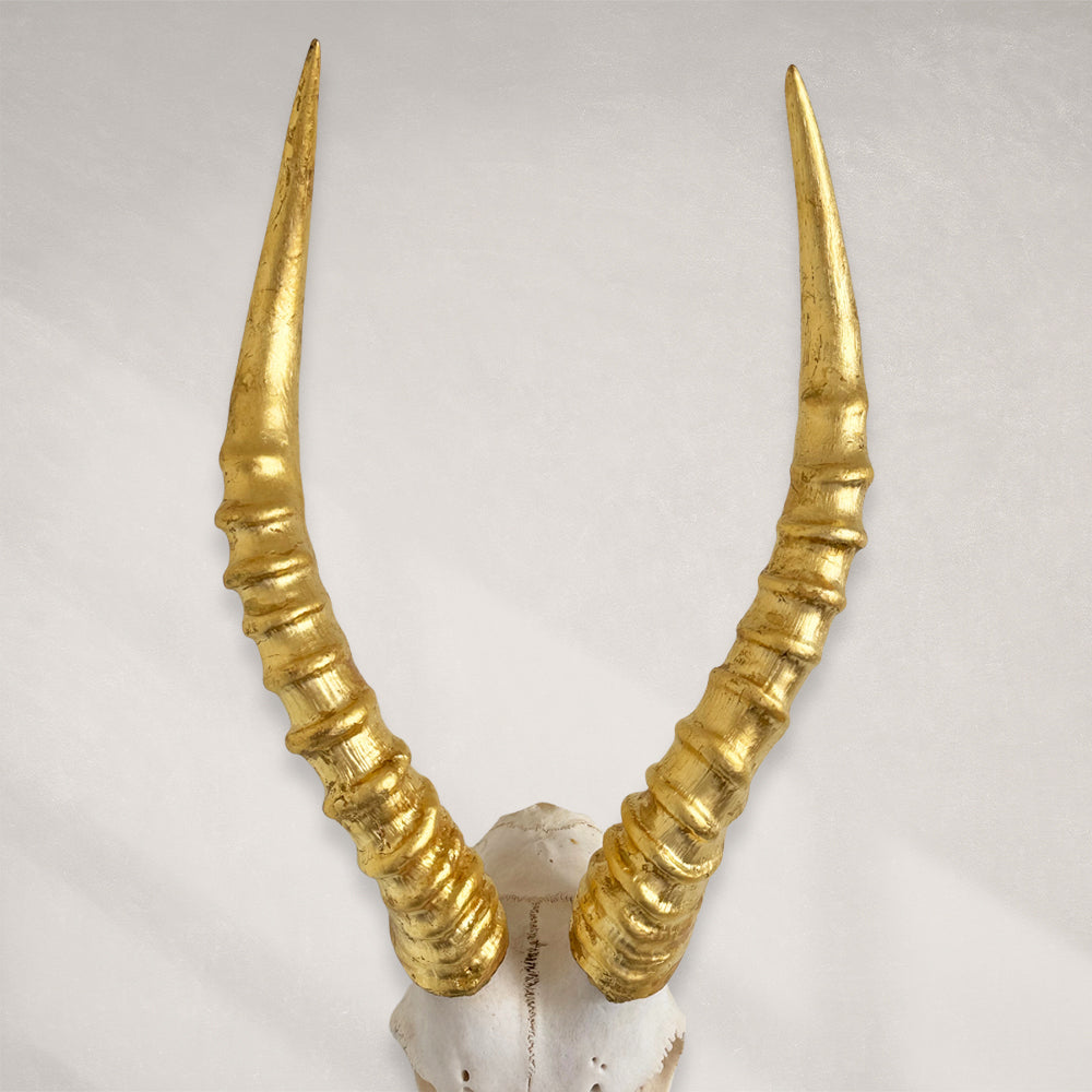 South African Blesbok Skull – Natural Skull, 24K Gold Gilded Horns and Teeth