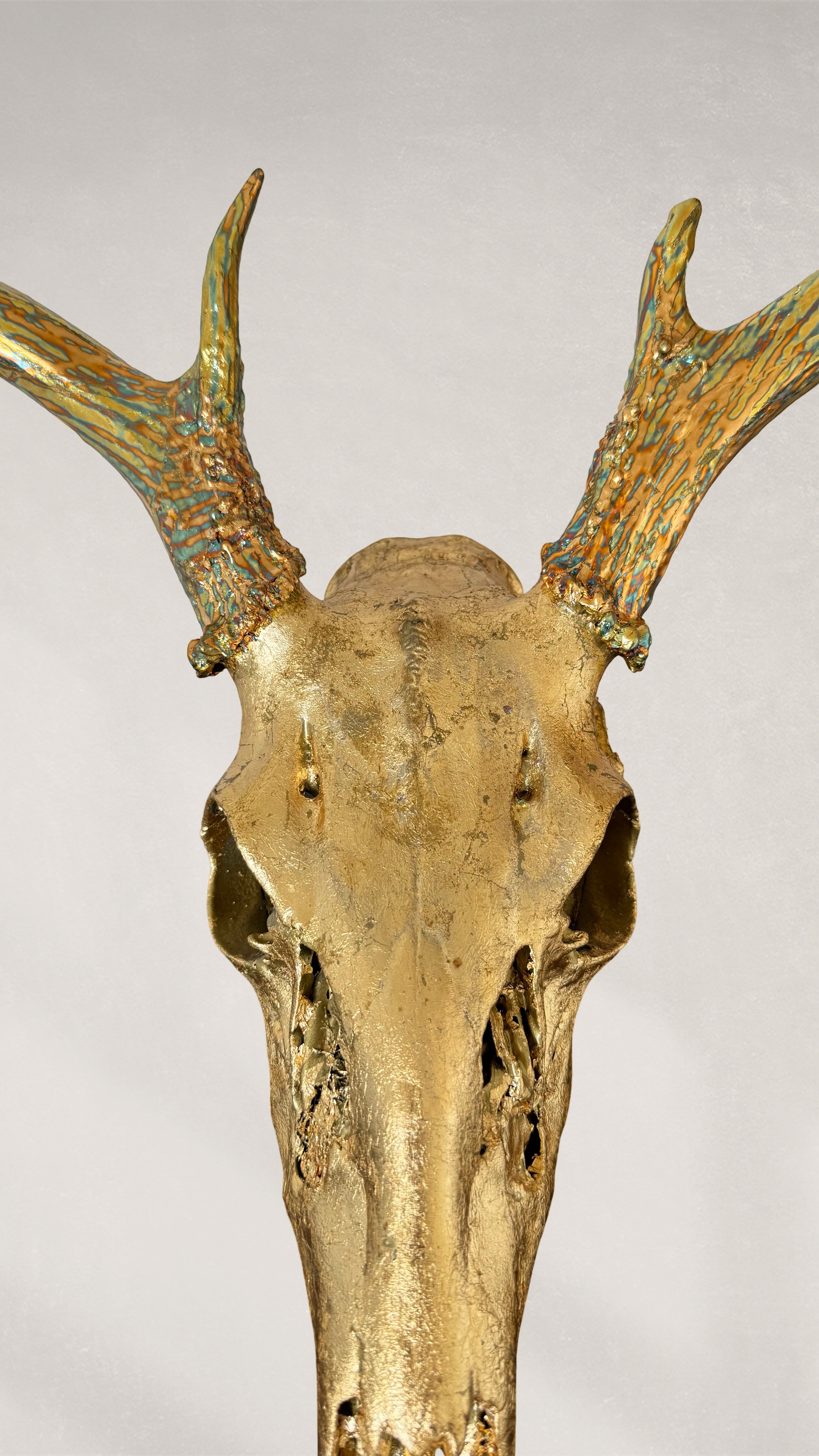 Deer Skull – 23K Gold Gilded Skull with Variegated Gold Leaf Gilded Horns