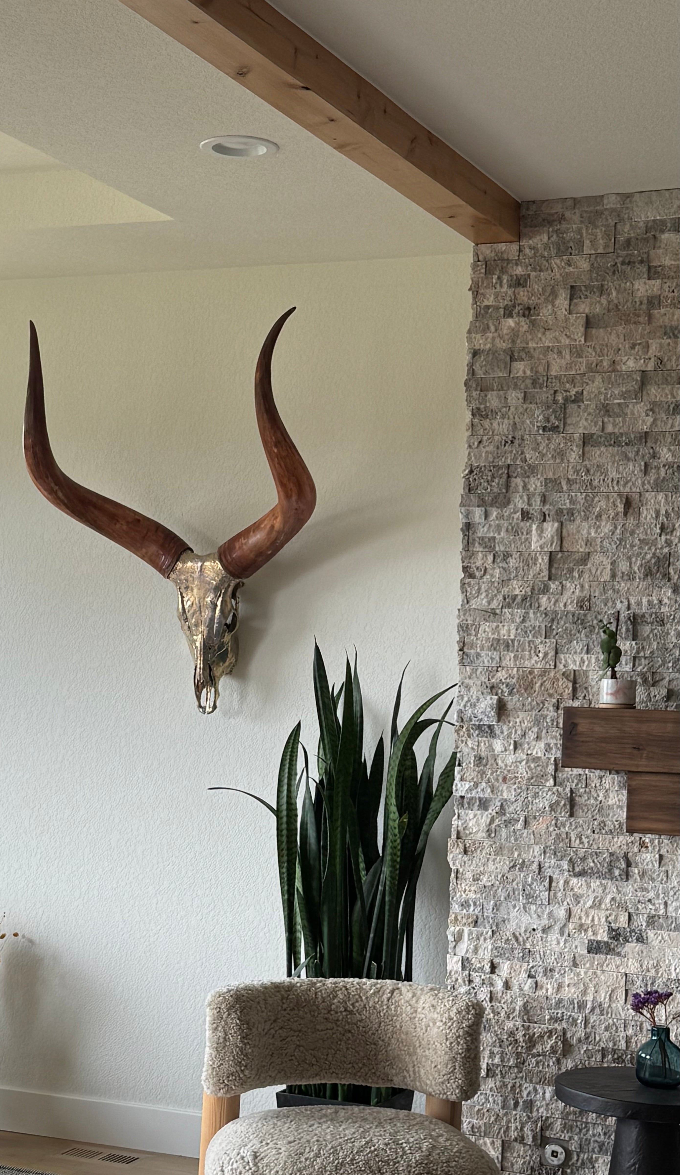 Ankole-Watusi Bull Skull – Pewter Leafed