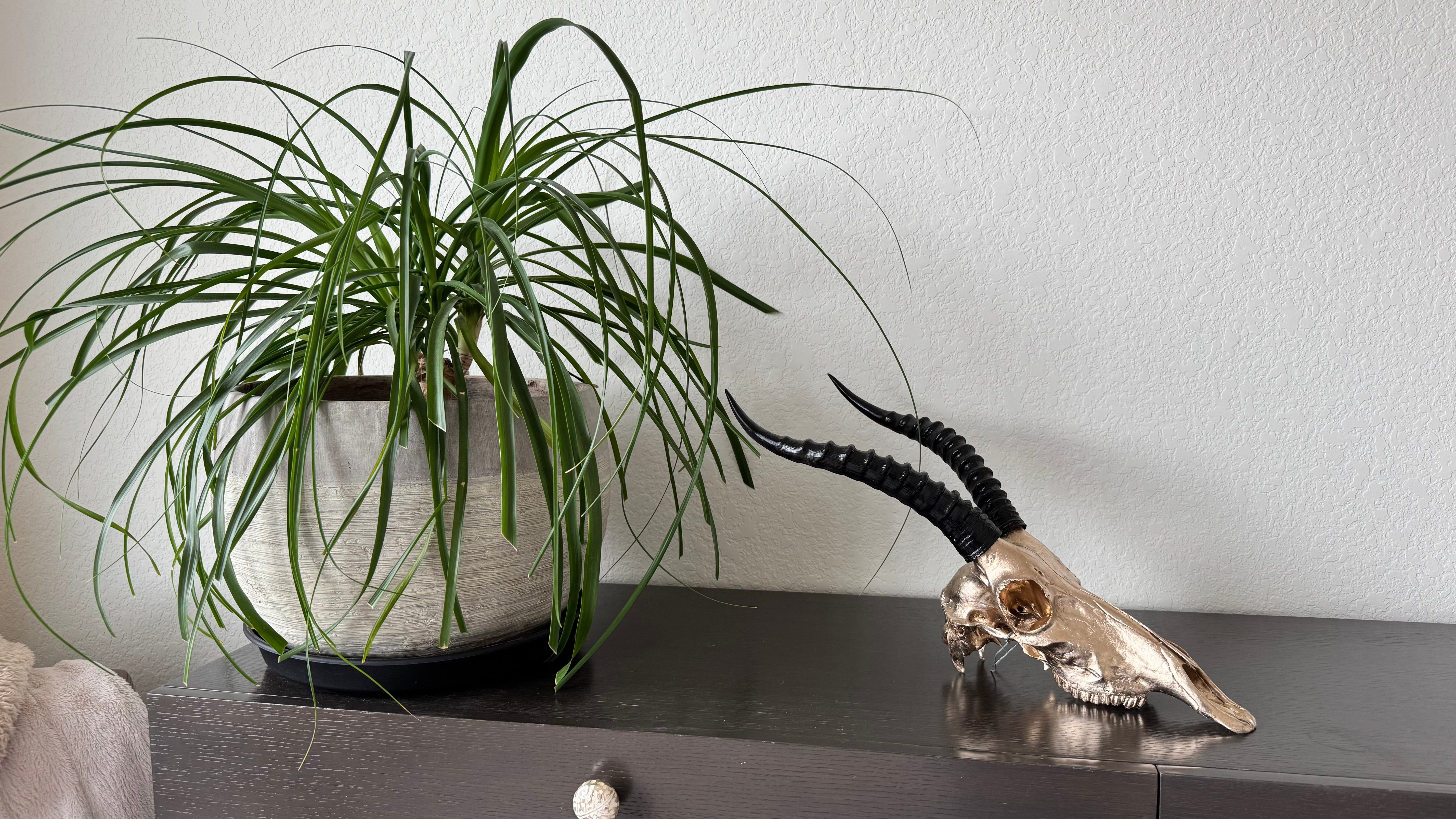 Manetti 22.5 kt Champagne Gold Gilded Blesbok Skull