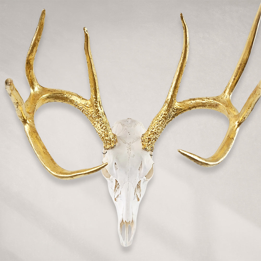 Deer Skull – Natural Skull, 24K Gold Gilded Horns and Teeth