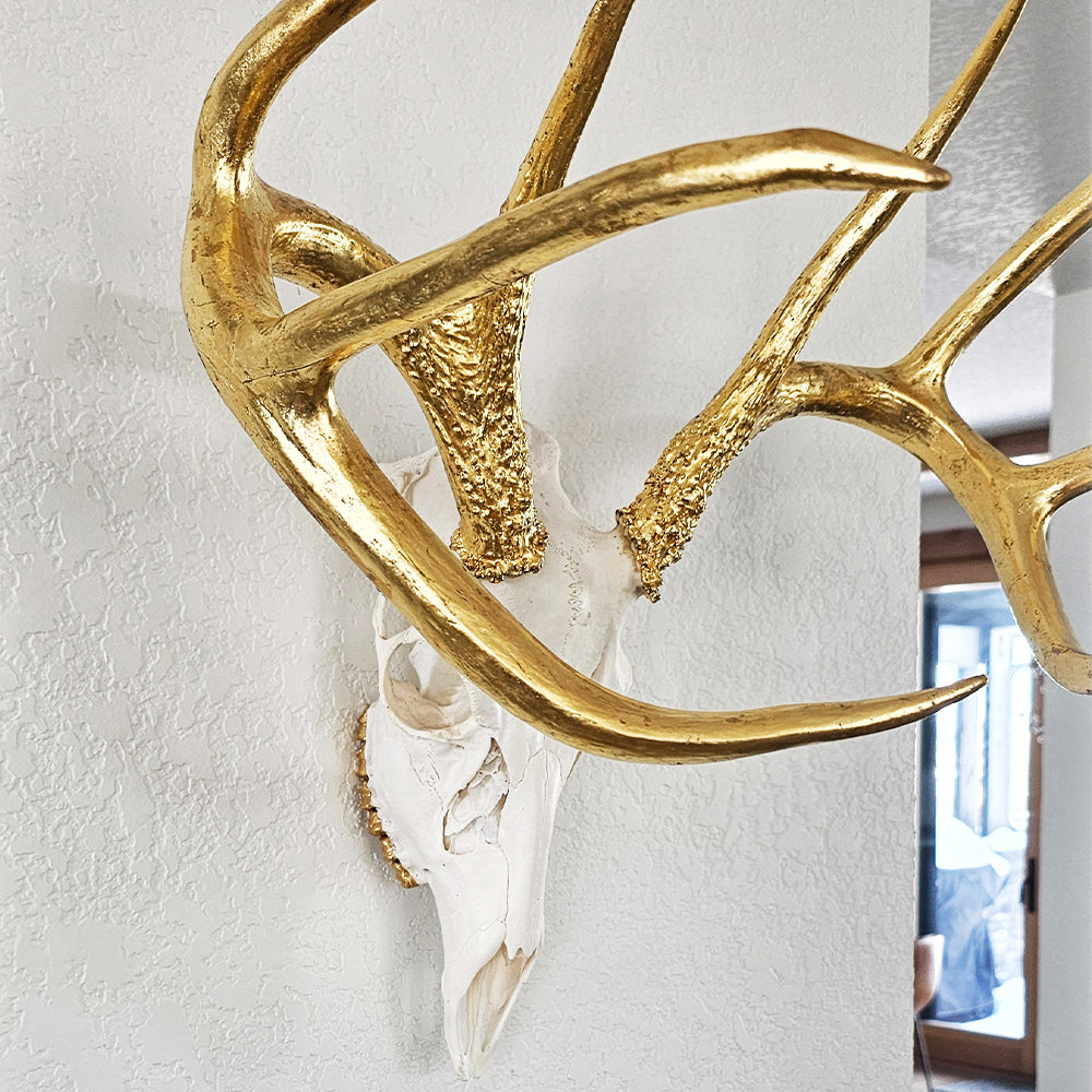 Deer Skull – Natural Skull, 24K Gold Gilded Horns and Teeth