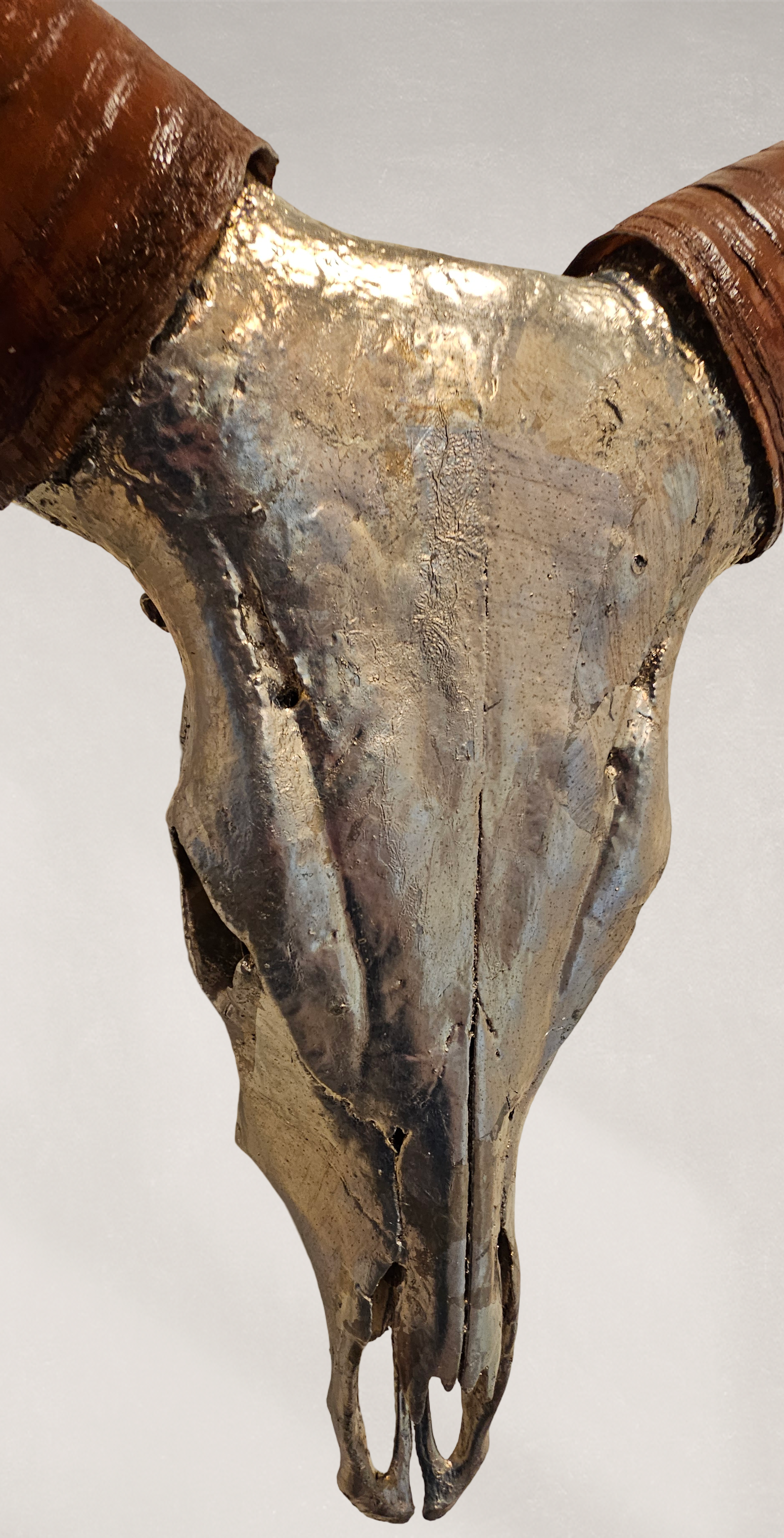 Ankole-Watusi Bull Skull – Pewter Leafed