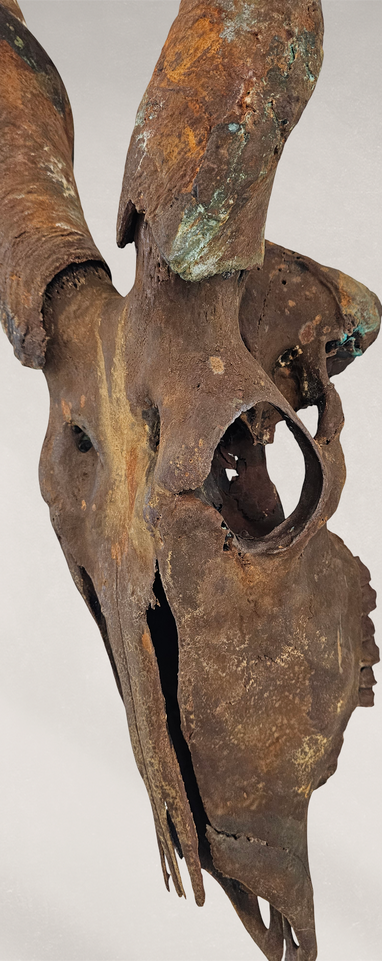 Gold Leafed & Rusted Real Eland Skull