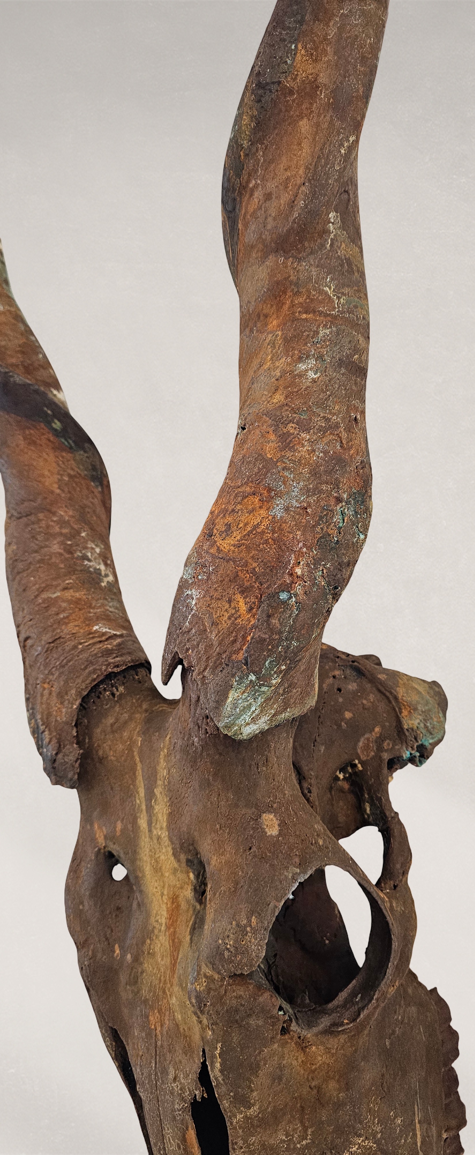 Gold Leafed & Rusted Real Eland Skull