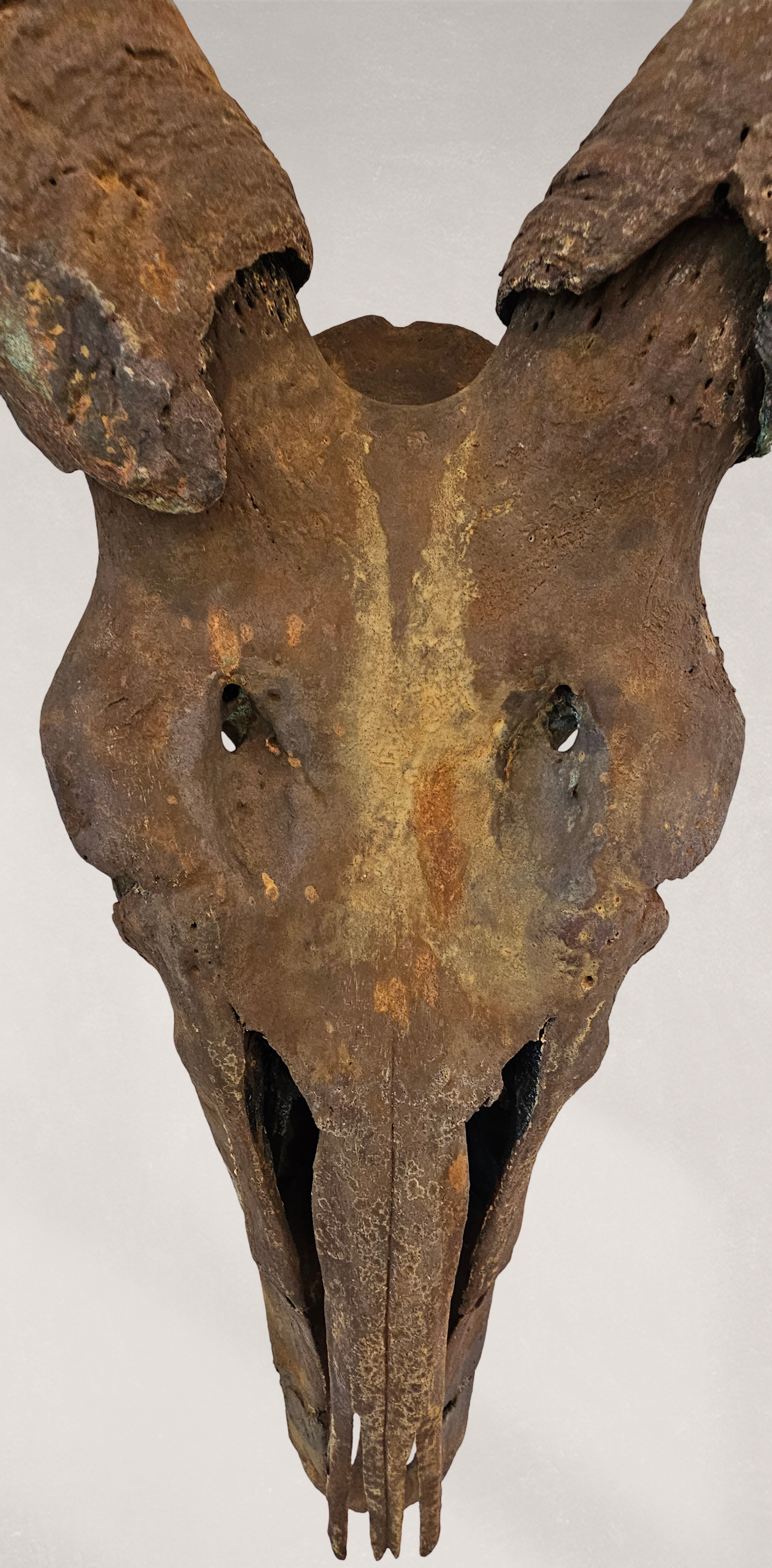 Gold Leafed & Rusted Real Eland Skull