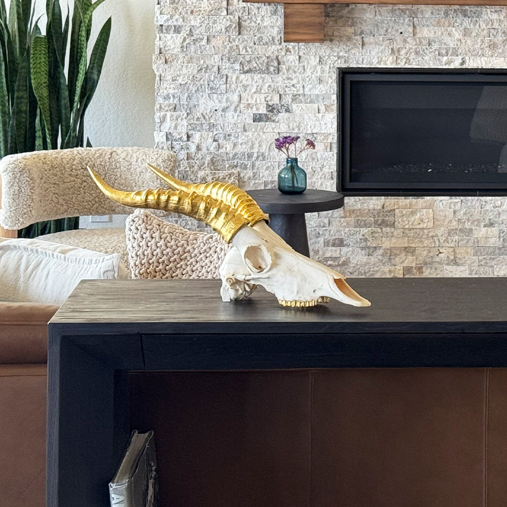South African Blesbok Skull – Natural Skull, 24K Gold Gilded Horns and Teeth