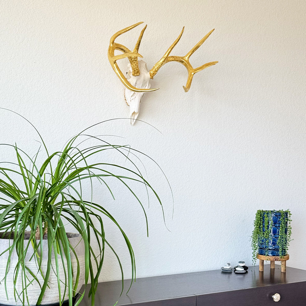 Deer Skull – Natural Skull, 24K Gold Gilded Horns and Teeth