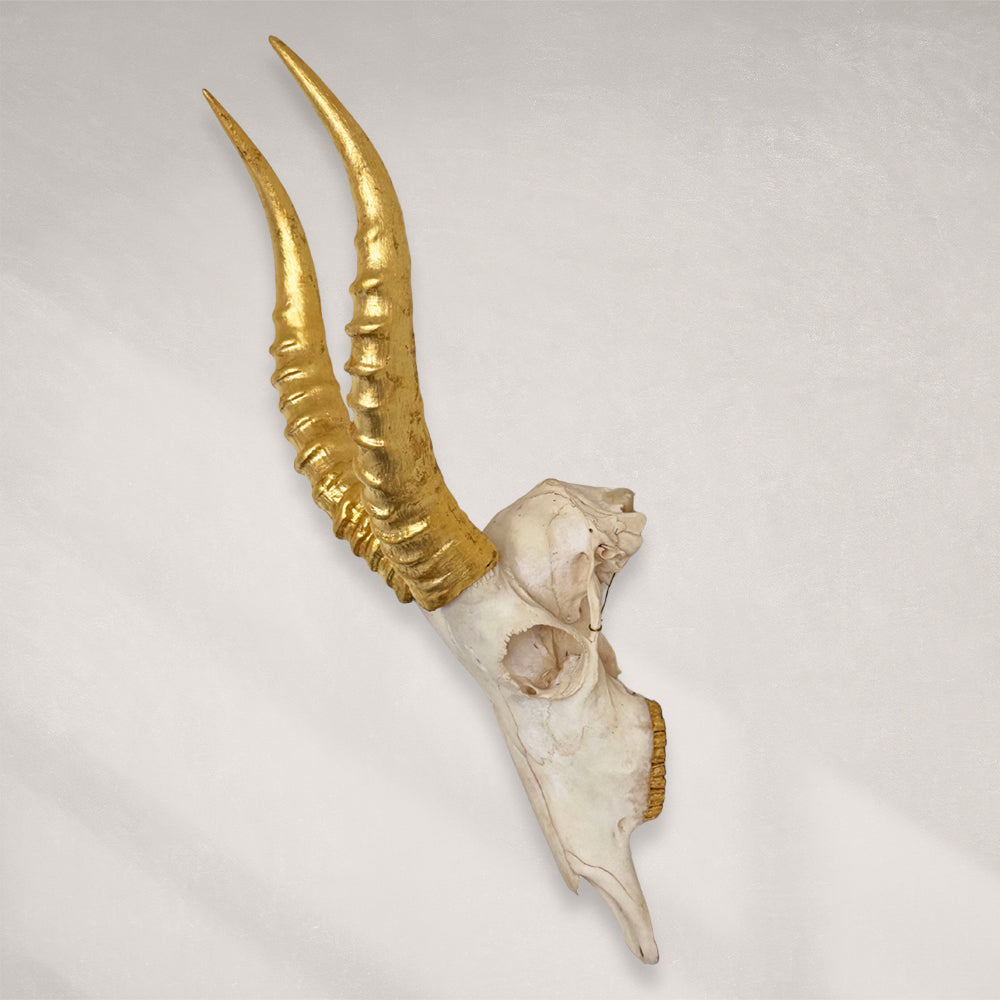 South African Blesbok Skull – Natural Skull, 24K Gold Gilded Horns and Teeth