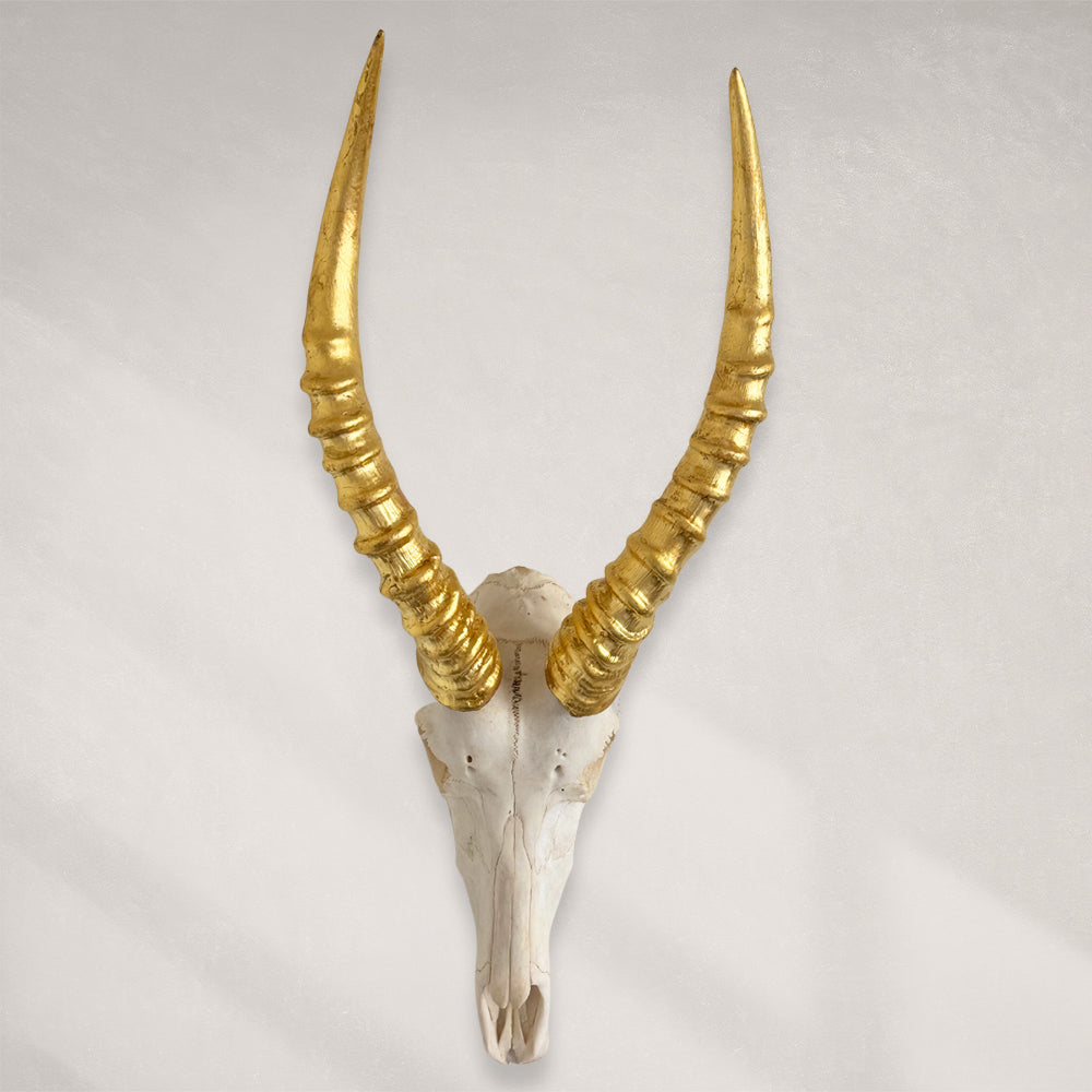 South African Blesbok Skull – Natural Skull, 24K Gold Gilded Horns and Teeth