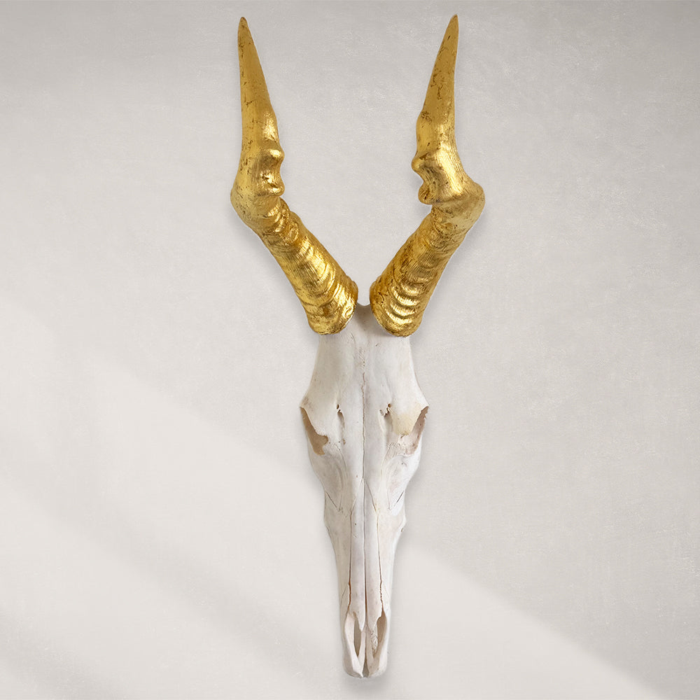 South African Hartebeest Skull – Natural Skull, 24K Gold Gilded Horns and Teeth