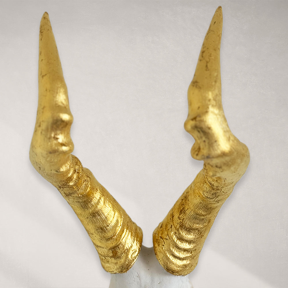 South African Hartebeest Skull – Natural Skull, 24K Gold Gilded Horns and Teeth