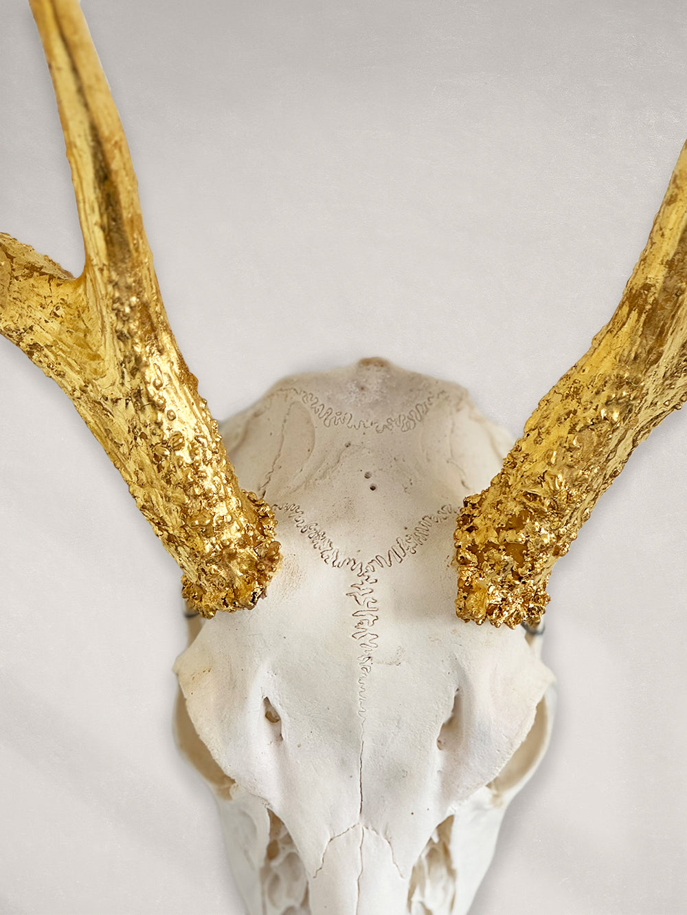 Deer Skull – Natural Skull, 24K Gold Gilded Horns and Teeth
