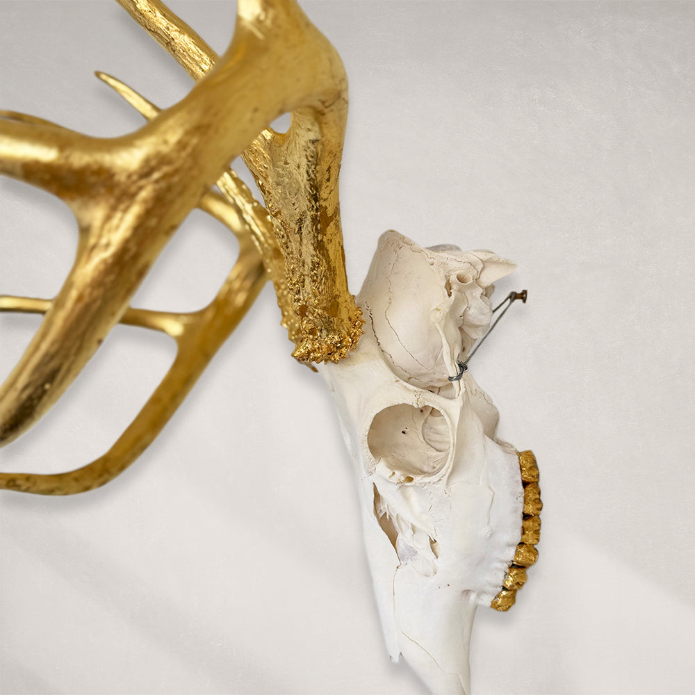 Deer Skull – Natural Skull, 24K Gold Gilded Horns and Teeth