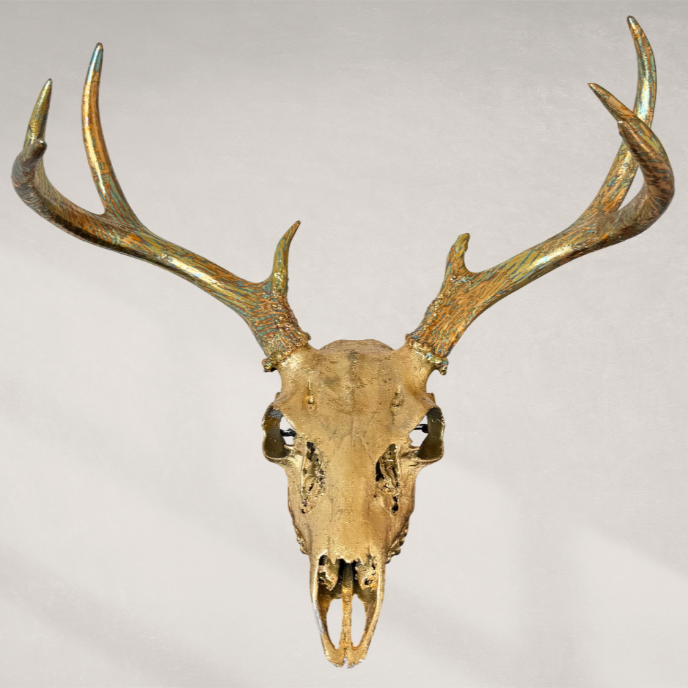 Deer skull with large antlers on a plain background