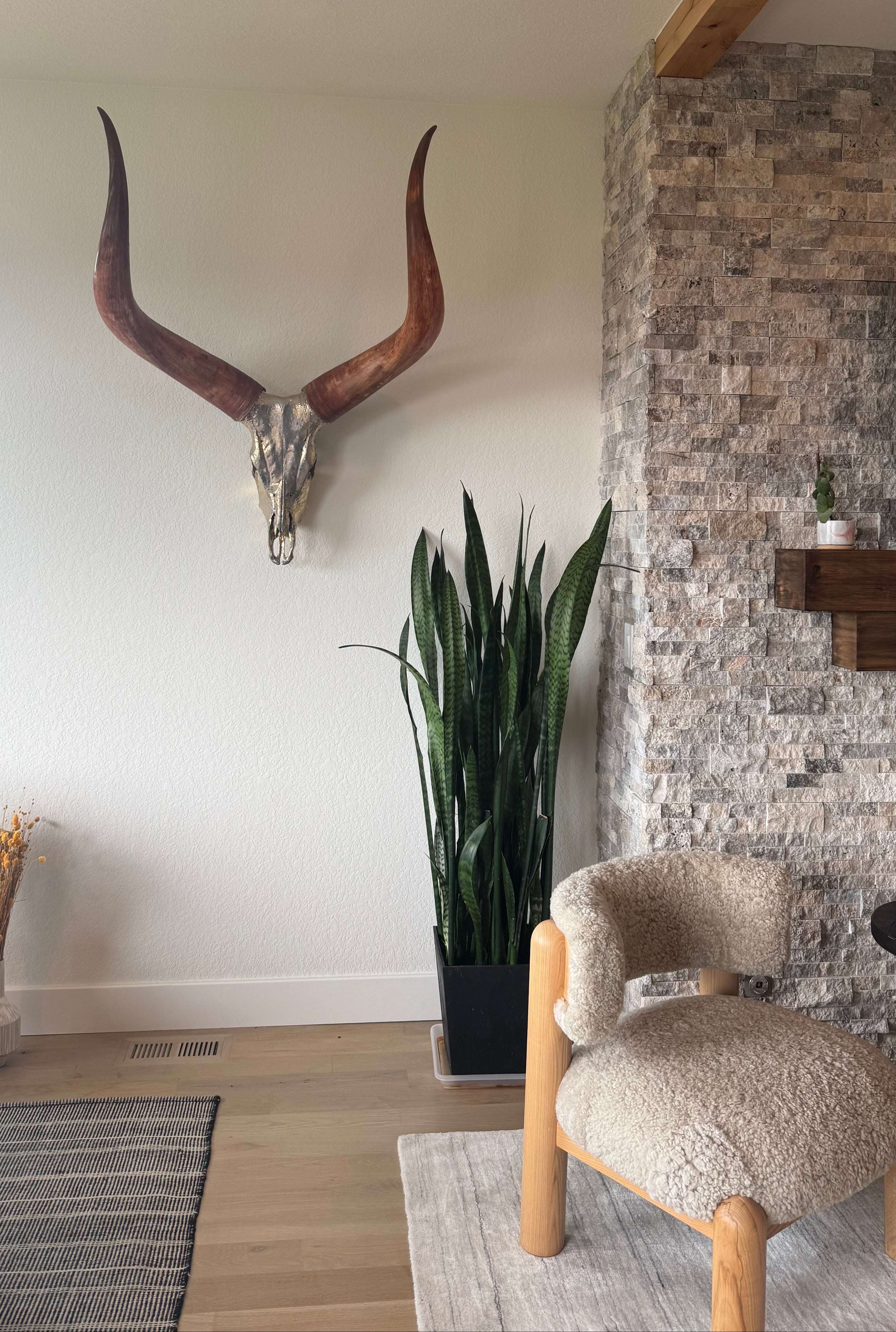 Ankole-Watusi Bull Skull – Pewter Leafed