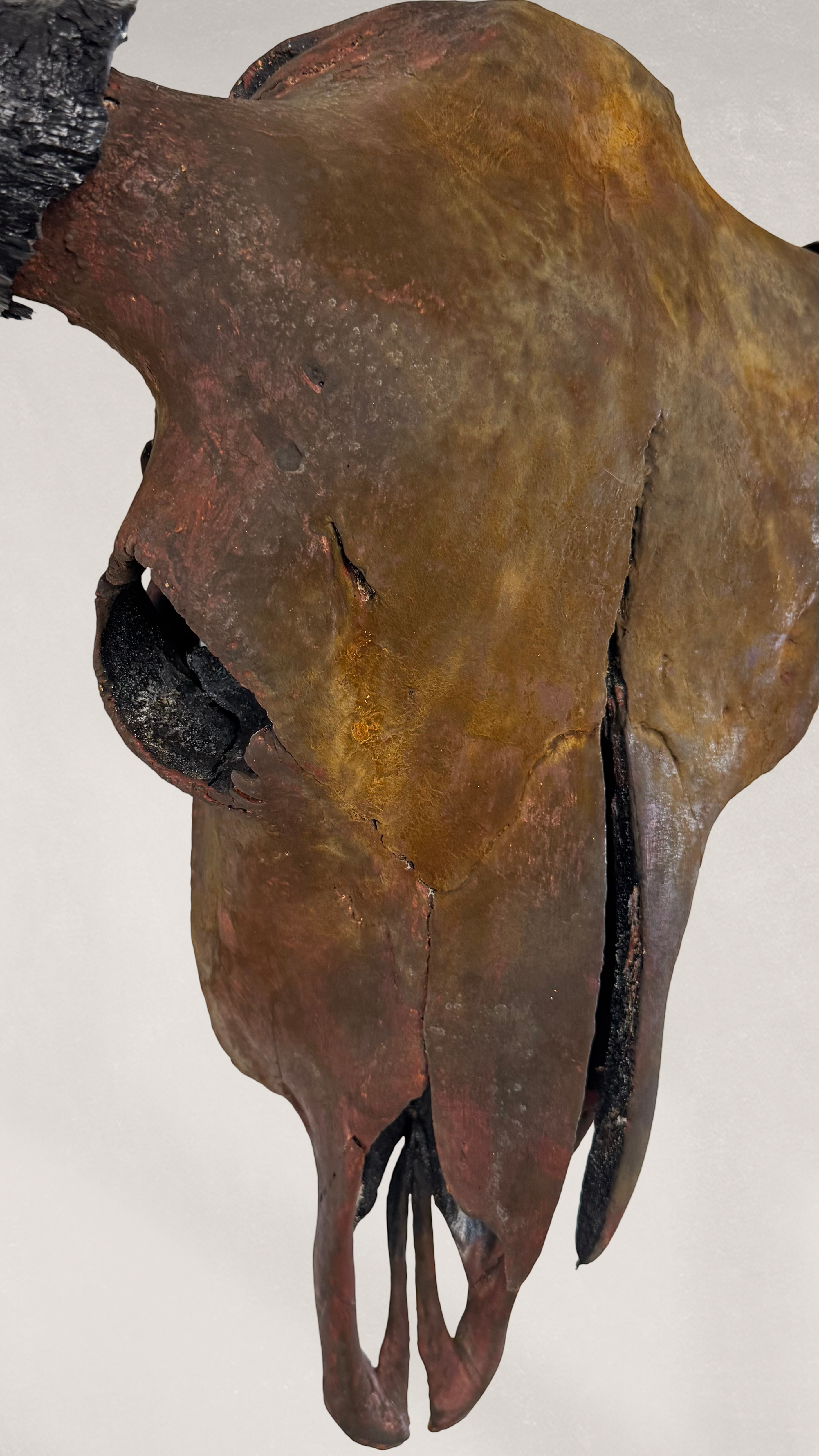 Rust-colored animal skull on a white background