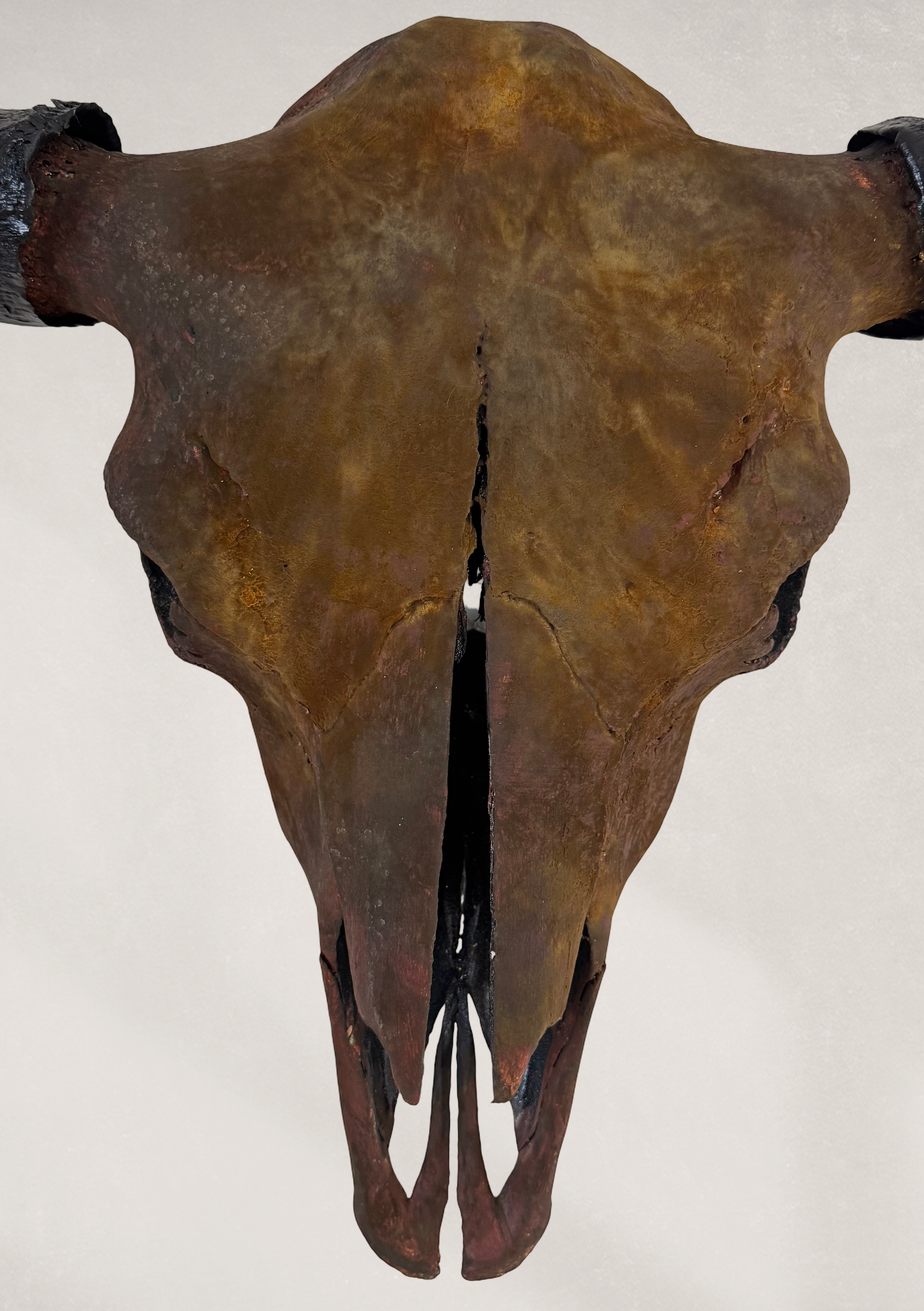 Gold Leafed & Rusted Buffalo Skull