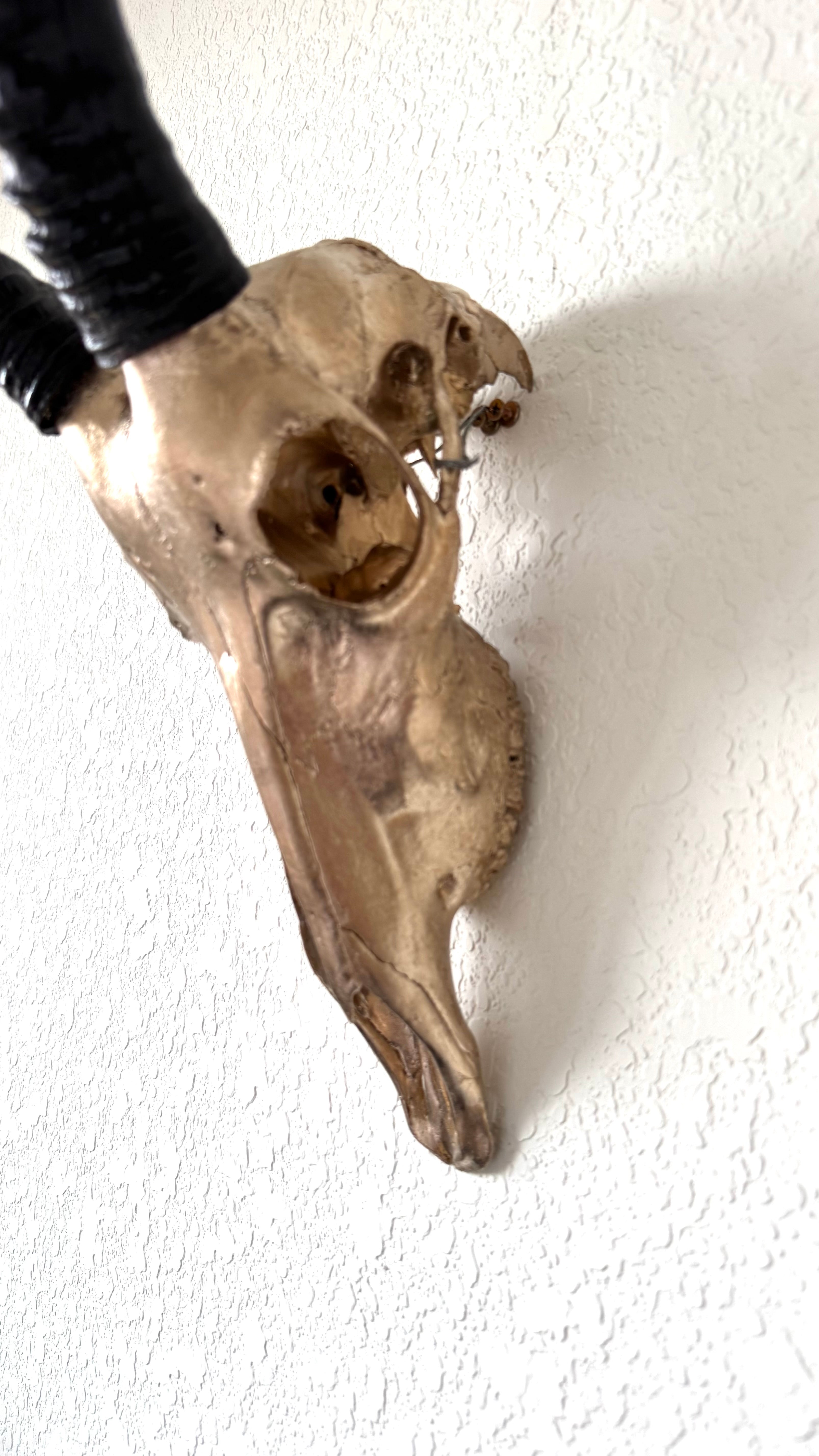 Manetti 22.5 kt Champagne Gold Gilded Blesbok Skull