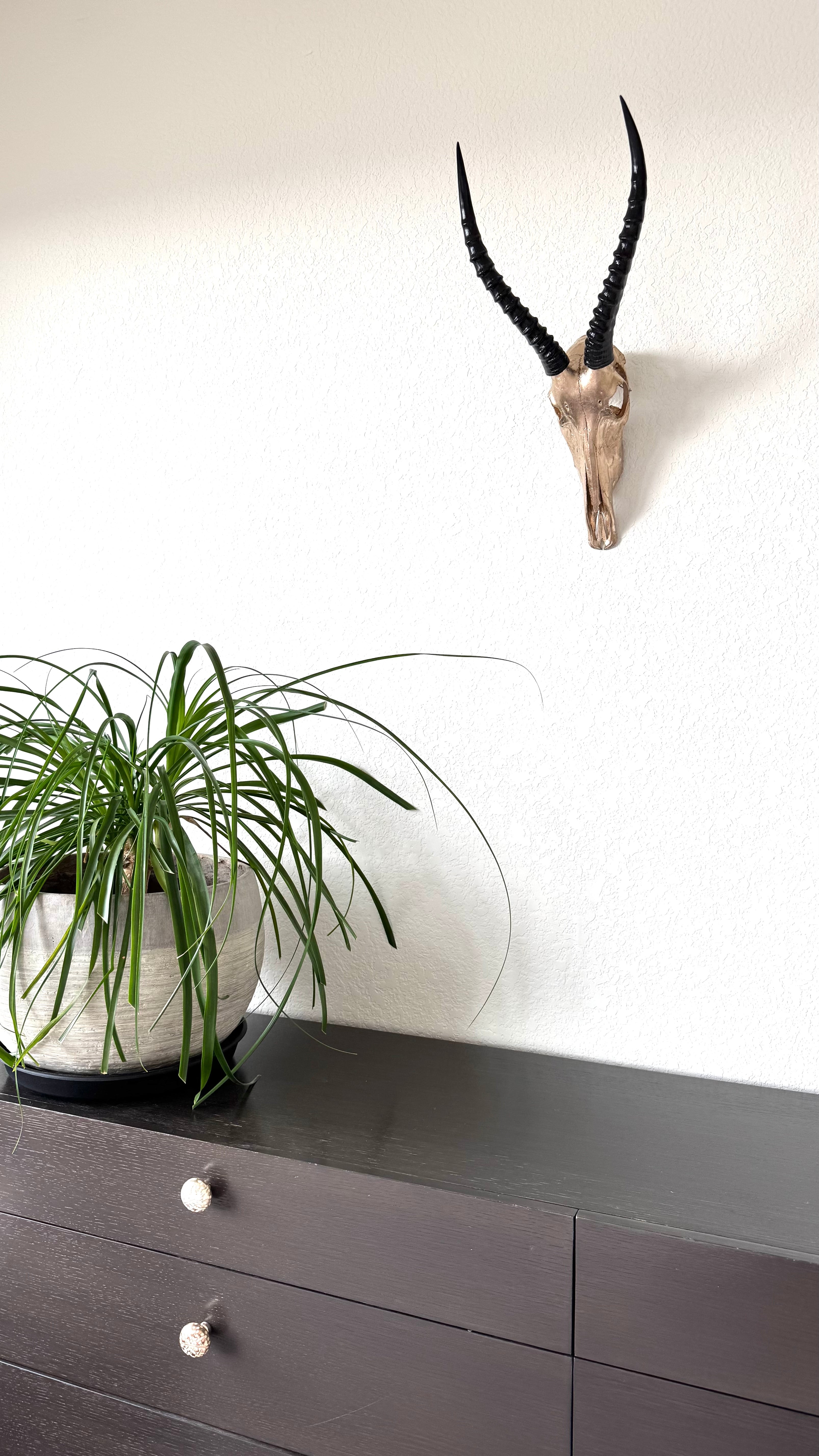 Manetti 22.5 kt Champagne Gold Gilded Blesbok Skull